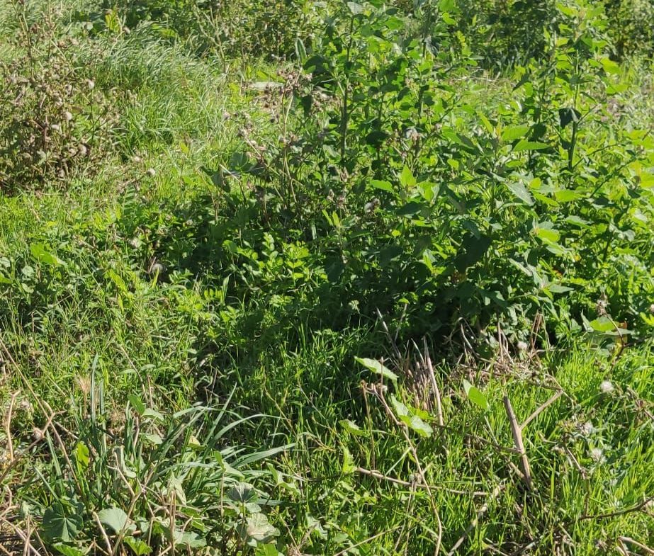 Terreno em Vila Chã com projeto em curso